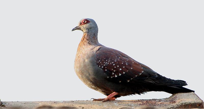 frieda 002.jpg - Kransduif  Kyk hy het rooierige vlerke met wit kolle, swart snawel en die kaal rooi plekke om die oe is diagnoties.
